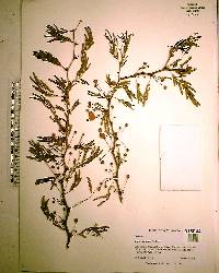 Acacia pinetorum image