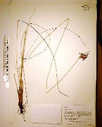 Eleocharis geniculata image