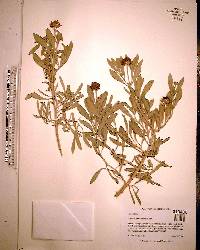 Borrichia frutescens image