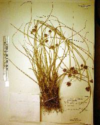 Cyperus elegans image