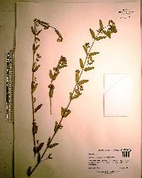 Chamaesyce lasiocarpa image