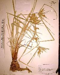 Cyperus iria image