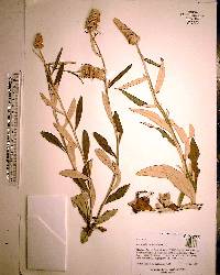 Pterocaulon pycnostachyum image