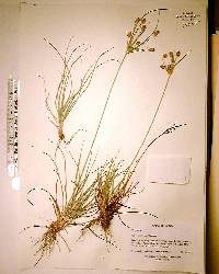 Cyperus rotundus image