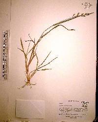 Echinochloa colona image