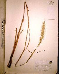 Echinochloa walteri image