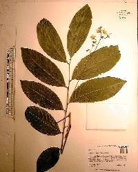 Harpullia arborea image