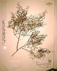 Lechea sessiliflora image