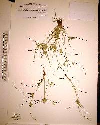 Cyperus compressus image