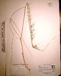 Sorghastrum secundum image