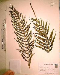 Thelypteris ovata image