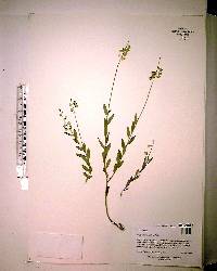 Asemeia grandiflora image