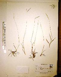 Paspalum saugetii image