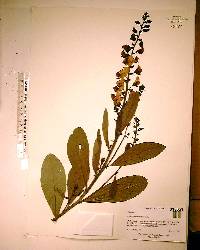 Crotalaria spectabilis image