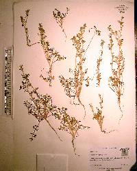 Lepidium didymum image