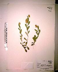 Polygala lutea image