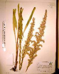 Solidago sempervirens image