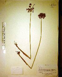 Cyperus haspan image