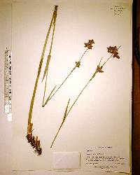 Eleocharis atropurpurea image