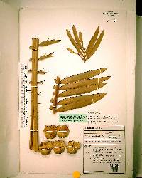 Encephalartos aemulans image