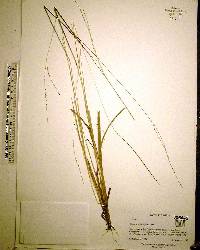 Digitaria villosa image