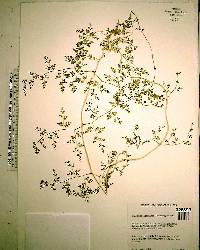 Lygodium japonicum image