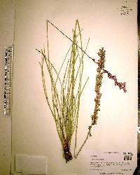 Liatris tenuifolia image