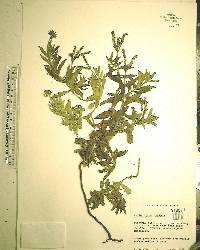 Heliotropium indicum image