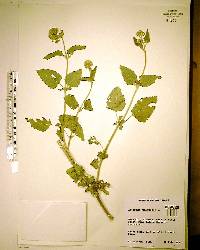 Ageratum conyzoides image