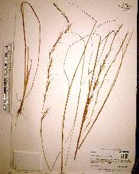 Aristida palustris image