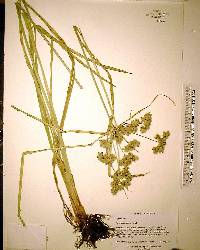 Cyperus distinctus image