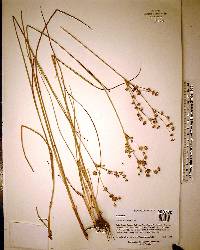 Juncus scirpoides image