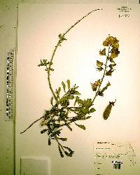 Crotalaria retusa image