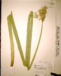 Cyperus articulatus image