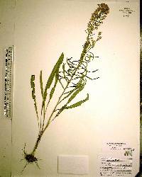 Liatris gracilis image