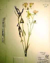 Sabatia dodecandra image