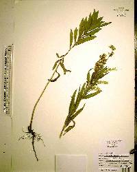 Solidago leavenworthii image