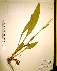 Solidago sempervirens image