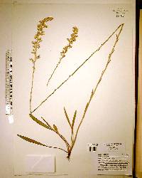 Solidago stricta image