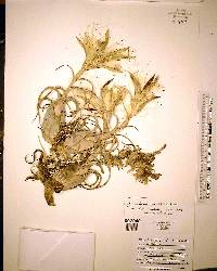 Tillandsia paucifolia image