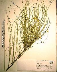 Parkinsonia aculeata image