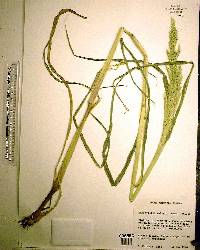 Echinochloa walteri image