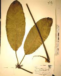 Schefflera actinophylla image