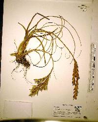 Tillandsia balbisiana image