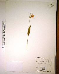 Pogonia ophioglossoides image