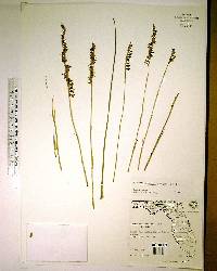 Spiranthes vernalis image