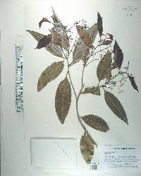 Ocotea coriacea image