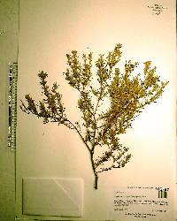 Hypericum brachyphyllum image