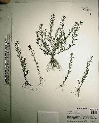 Rotala ramosior image