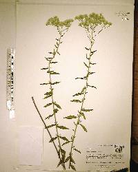 Eupatorium mohrii image